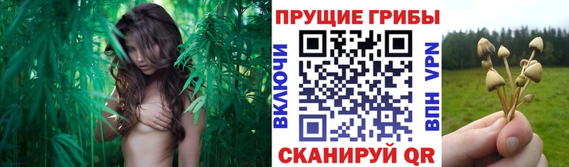Галлюциногенные грибы Magic Shrooms Болхов